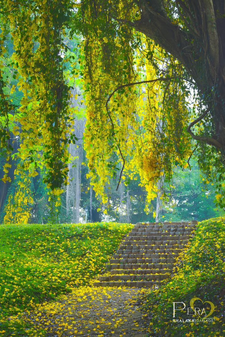 University of Sri Jayewardenepura Campus